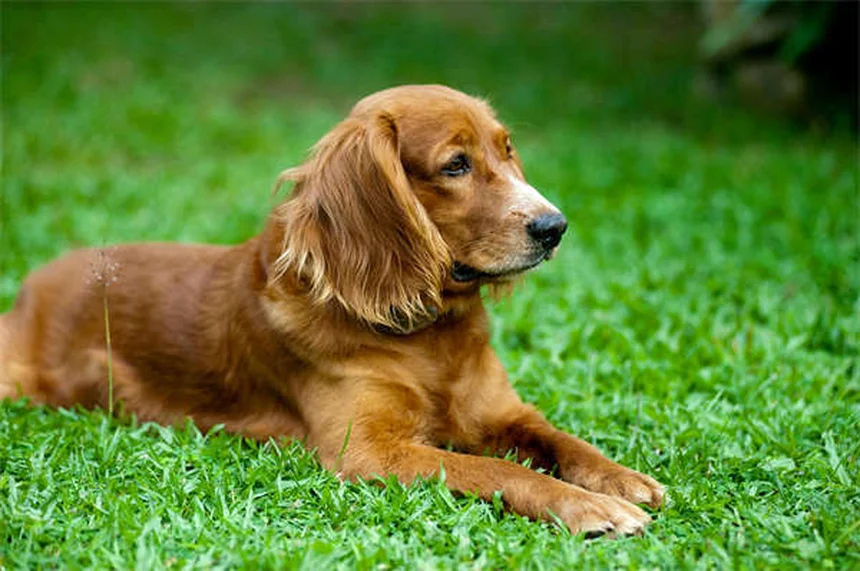 犬の関節炎が冬に悪化する前に!今すぐ試したい3つの対策