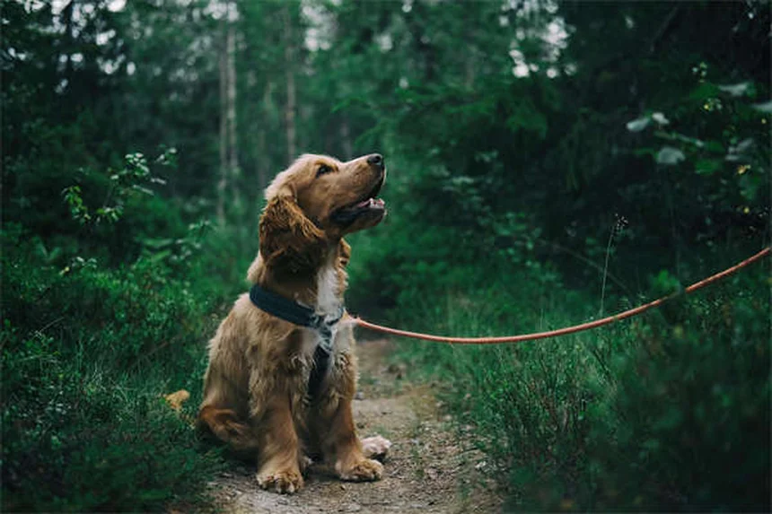犬の背中の痛みの原因と対処法、知っておきたい7つの事実