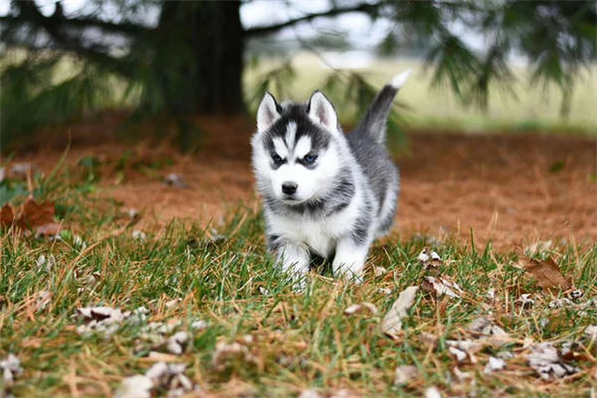 獣医師が教える!子犬・子猫の正しい抱き方と絶対NGな方法