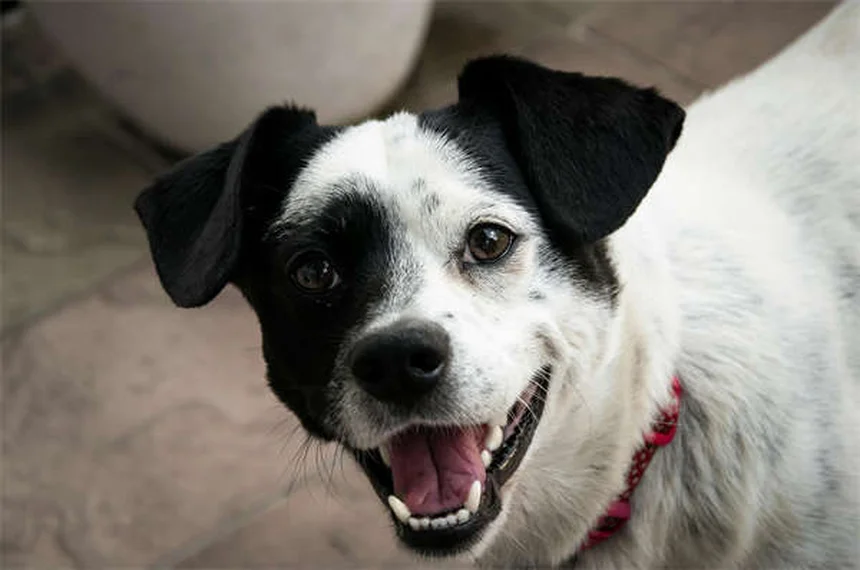アイルランドの犬種8選!幸運を呼ぶ人気の魅力を解説