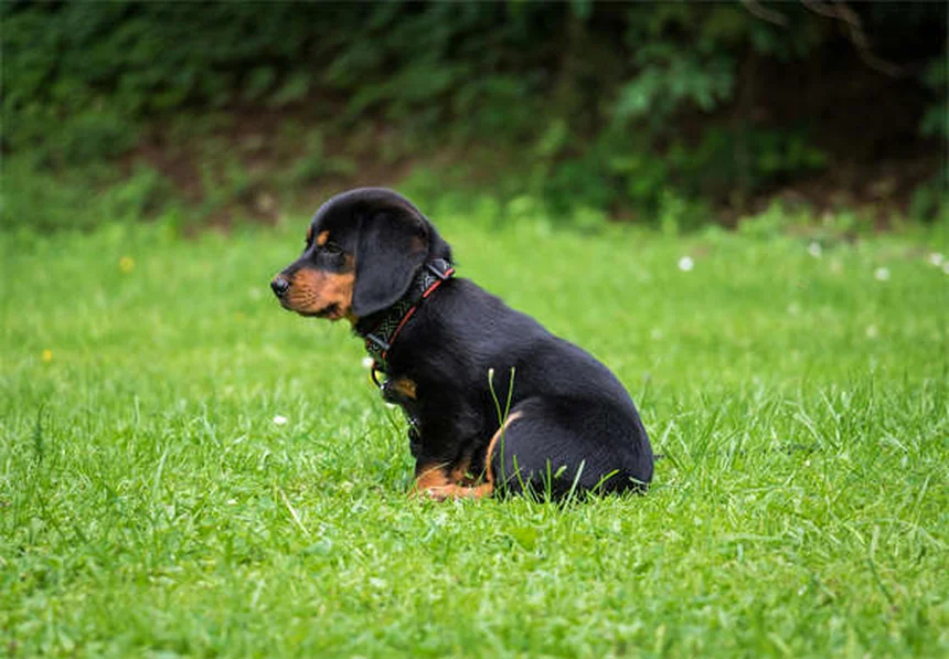 子犬の育て方(8~12週齢)|7つのコツで成功する
