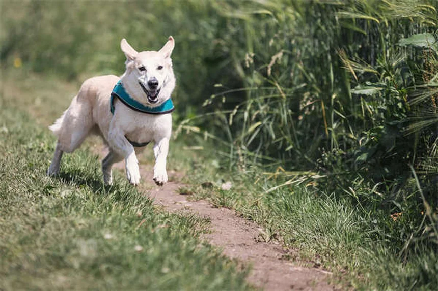 犬のスピロノラクトン:効果・副作用・正しい与え方を徹底解説