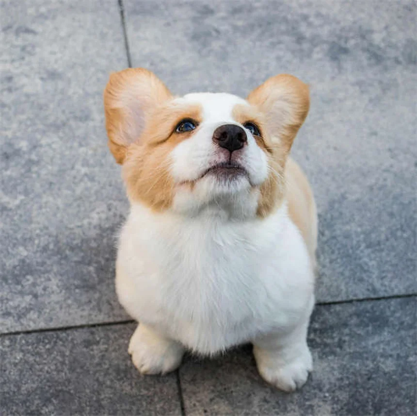 三本足の犬や猫が思ったより元気な理由と健康管理のコツ